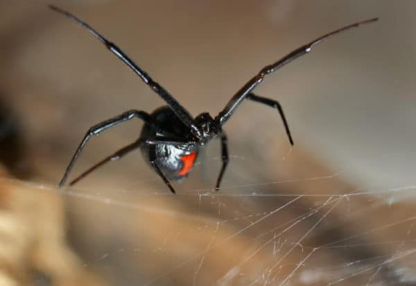 How to identify black widow spiders and avoid being bitten