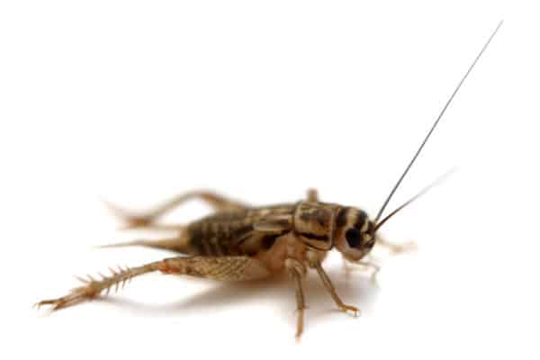 How to Kill and Prevent Crickets