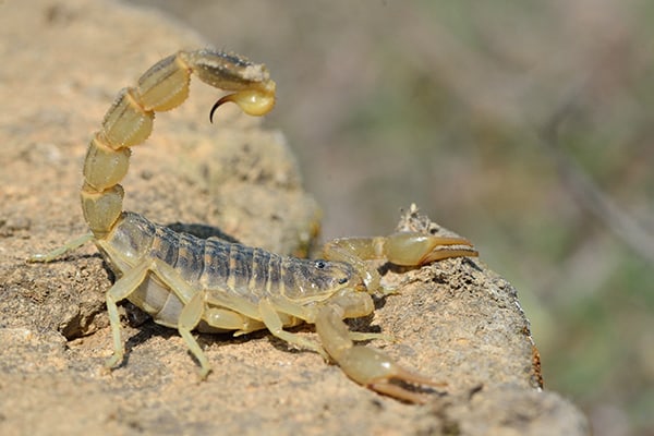 Vector Control Detects Venomous Bark Scorpions in Palm Desert