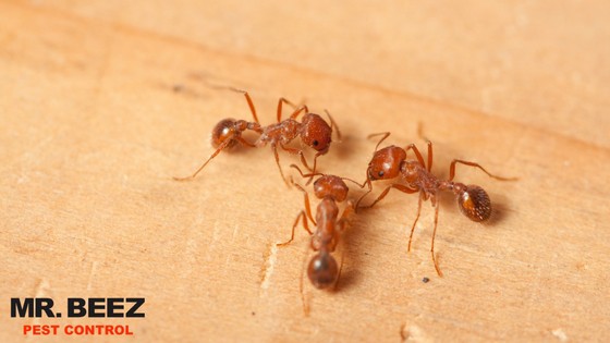 Fire Ant Prevention - Mr. Beez Pest Control