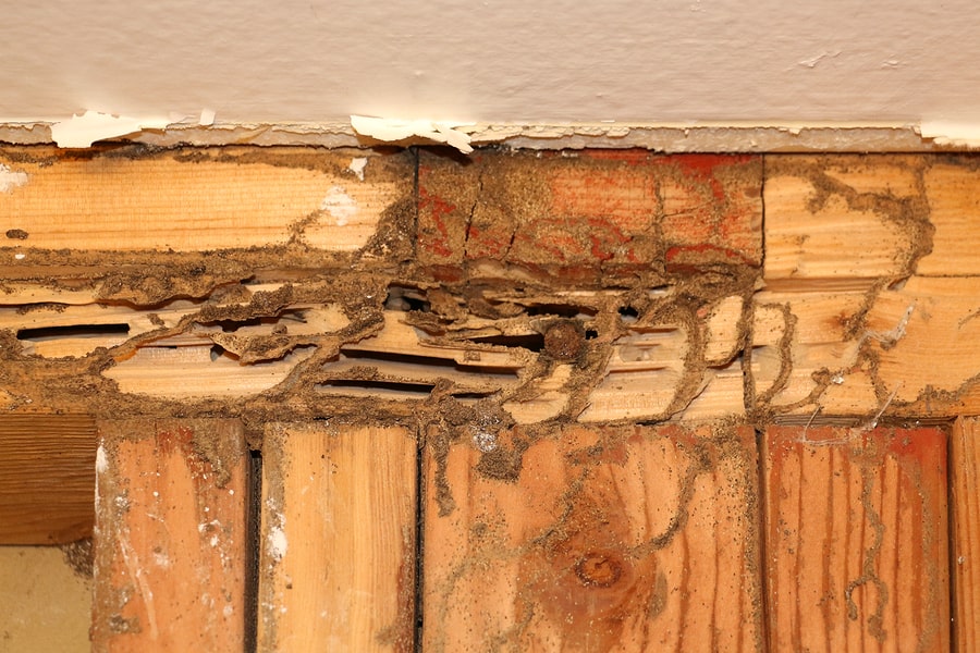 termite inspection Service In The Palm Springs Area