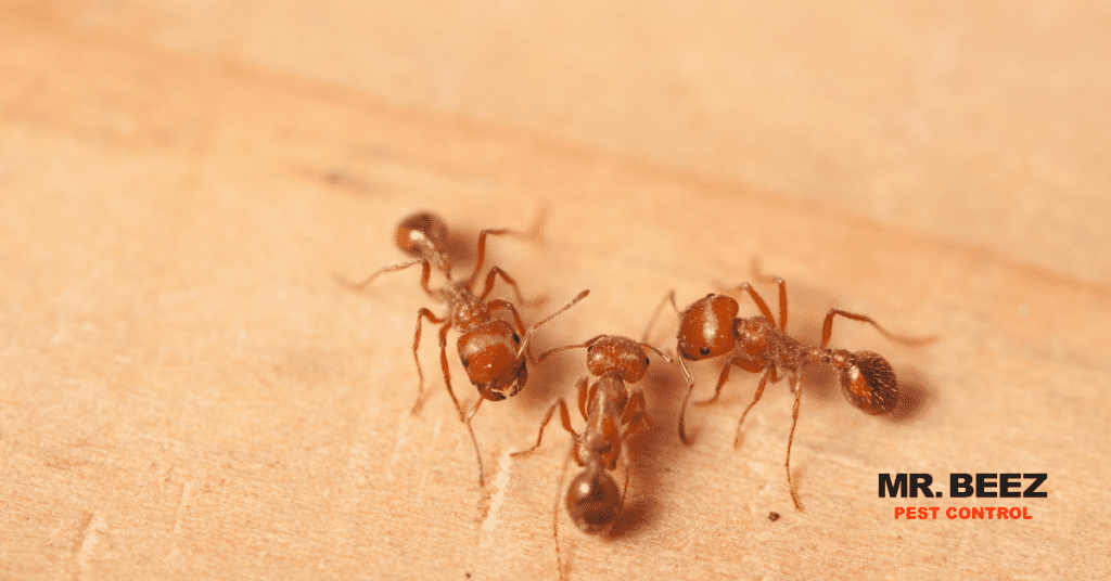 Ants  - common desert pests