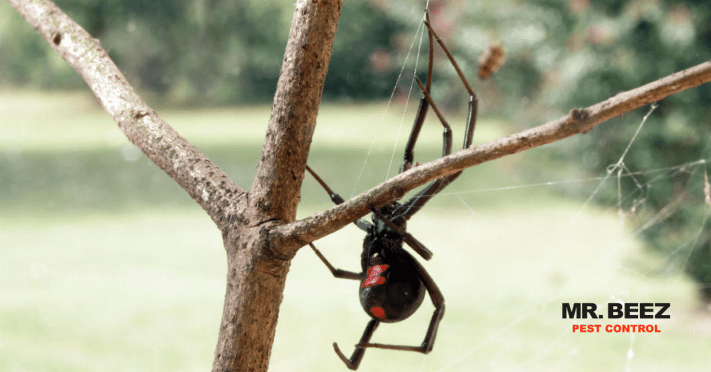 Black Widow Spiders - common desert pests