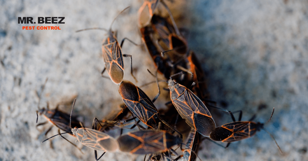 Seed Bug infestation after wetter winters - bug infestation