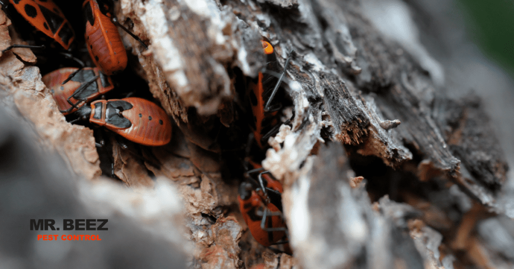 Why Does the Weather in Palm Springs Cause a Bug Infestation?