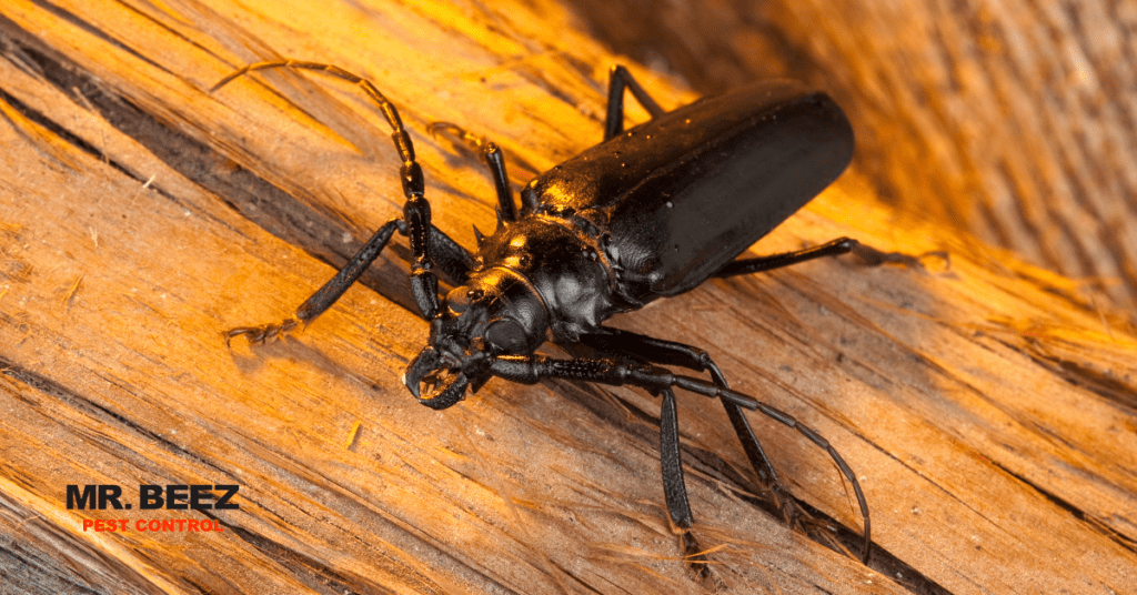 Borer Beetles - bug infestation