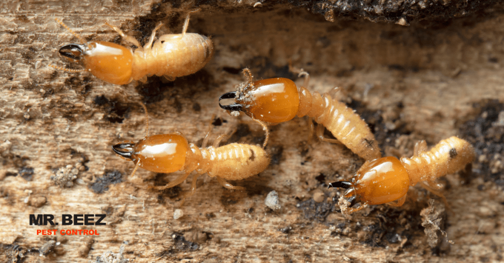 Termites - bug infestation