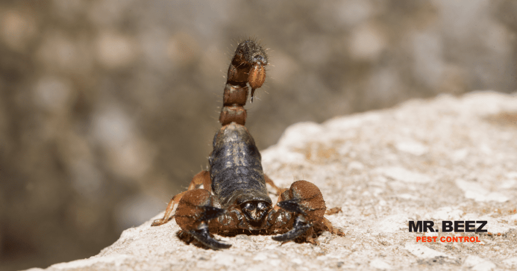 Scorpions - common desert pests