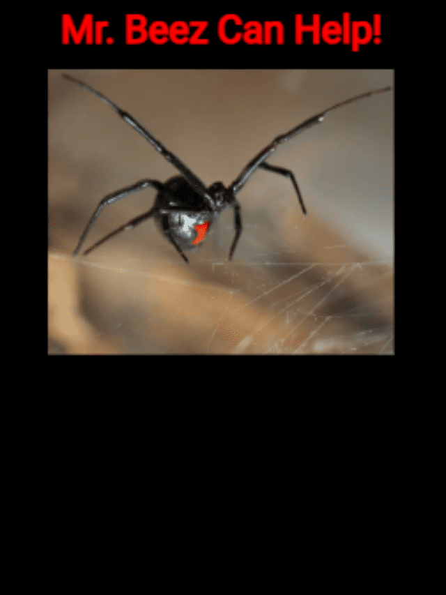 Are You Dealing With Black Widows? Mr. Beez Pest Control Can Help!