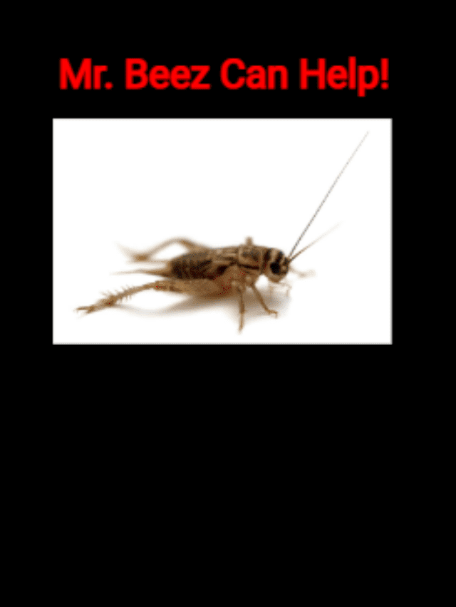 Are You Dealing With House Crickets? Mr. Beez Pest Control Can Help!