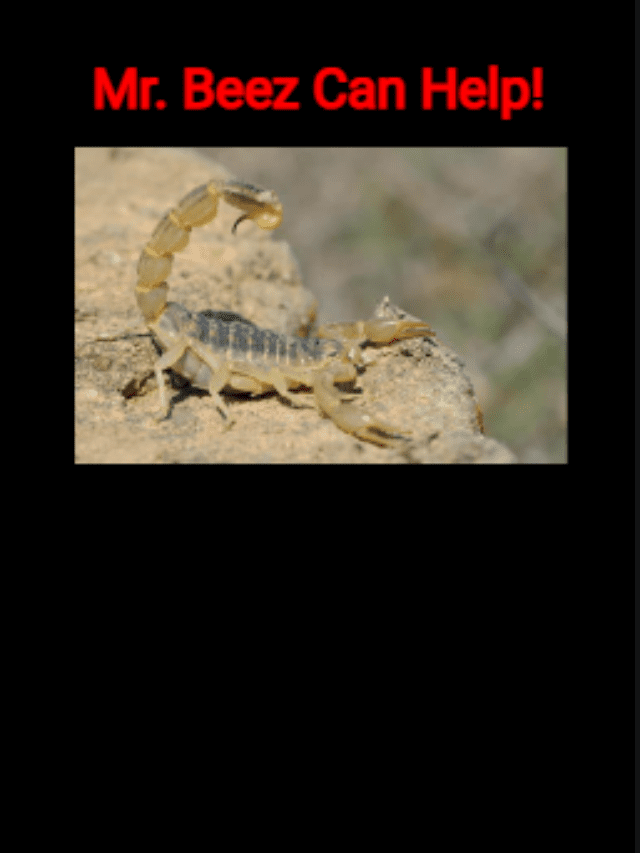 Are You Dealing With Scorpions? Mr. Beez Pest Control Can Help!