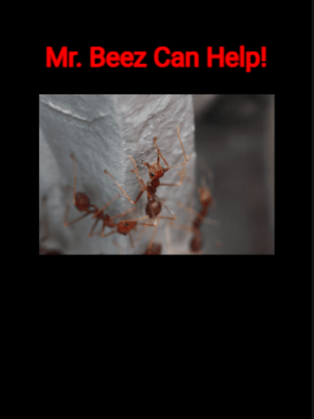 Are You Dealing With Fire Ants? Mr. Beez Pest Control Can Help!